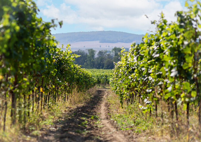 Winery